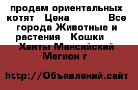 продам ориентальных котят › Цена ­ 5 000 - Все города Животные и растения » Кошки   . Ханты-Мансийский,Мегион г.